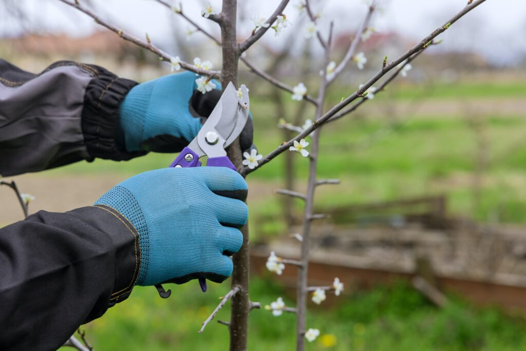 A branch of a fruit tree is pruned with pruning shears in the spring.