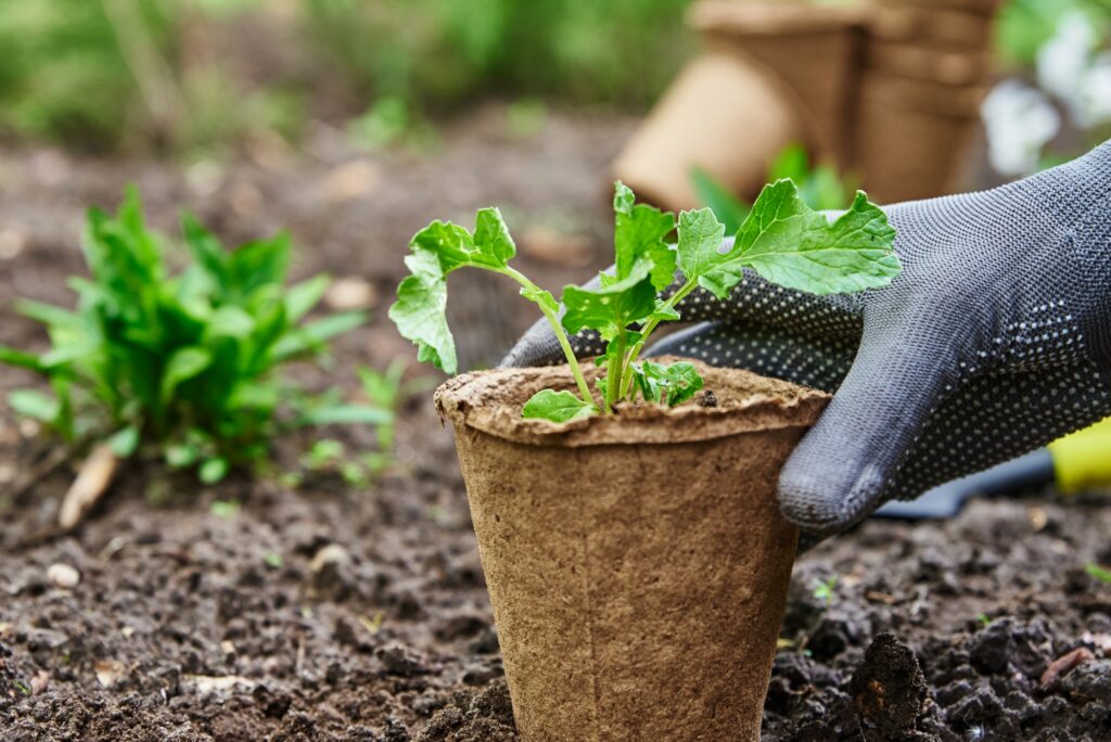 Gardener hands picking and planting vegetable plant in the garden