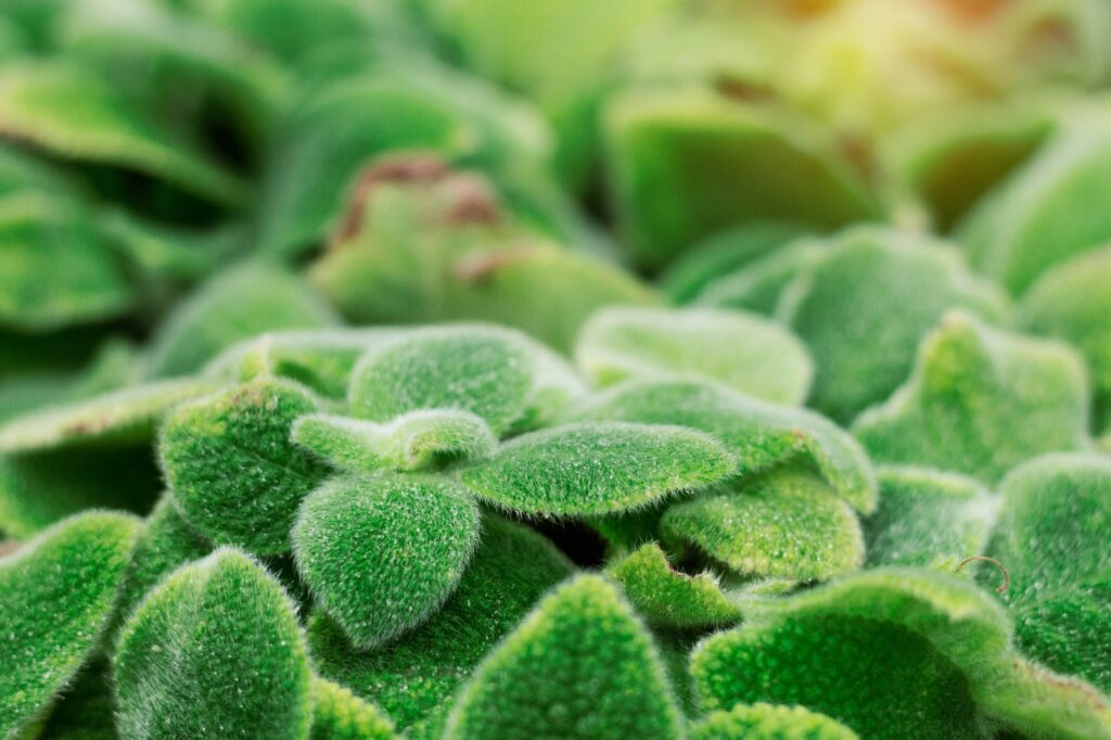 Green ornament with sunlight