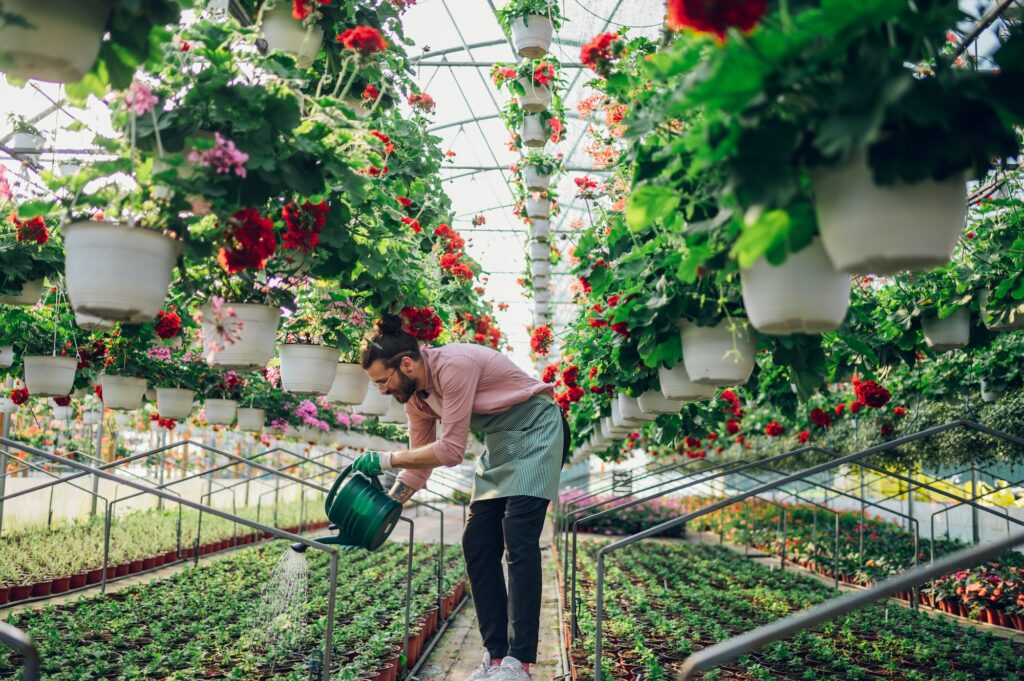 Man gardener working in a greenhouse and watering plants