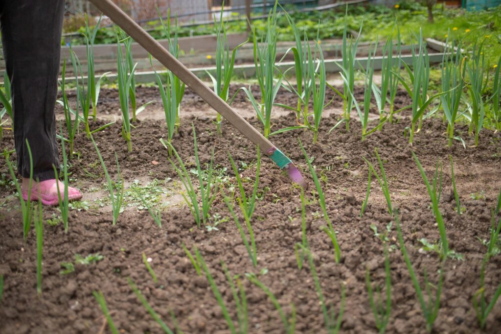 weeding onions in the garden with a hoe